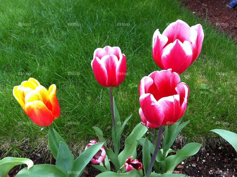 Tulips