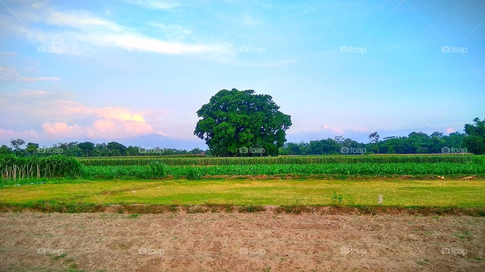 View of rice fields at dusk, Plemahan, Kediri, East Java, Indonesia