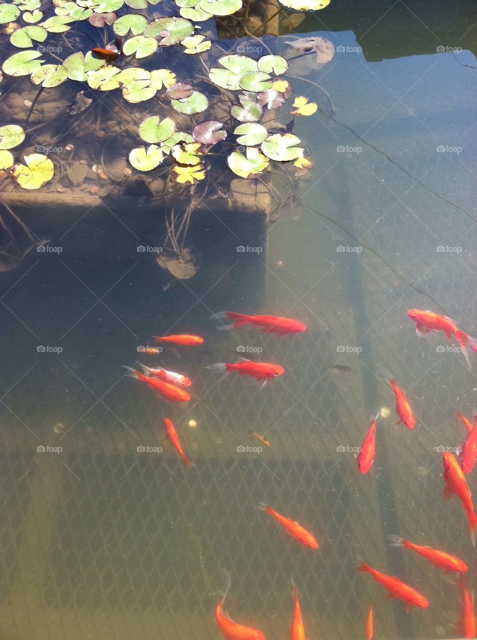 Gold fish in a pond