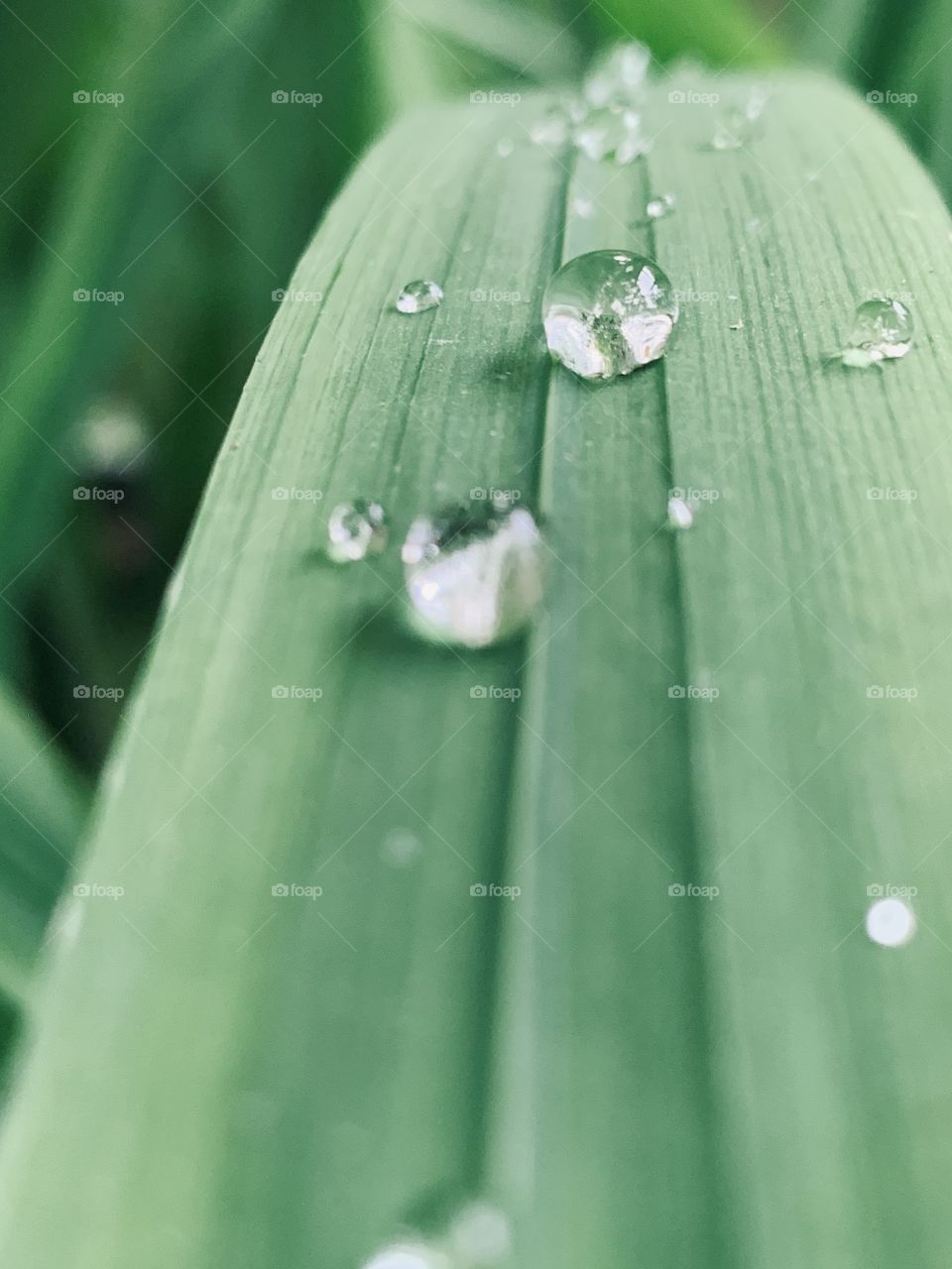 A closeup of crystal clear water drops on green leaves