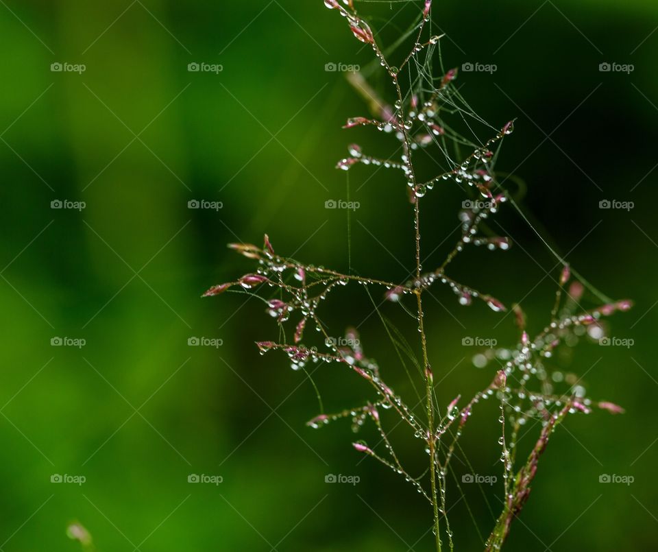 small tiny rain drops on tiny little buds in monsoon shinning like diamonds