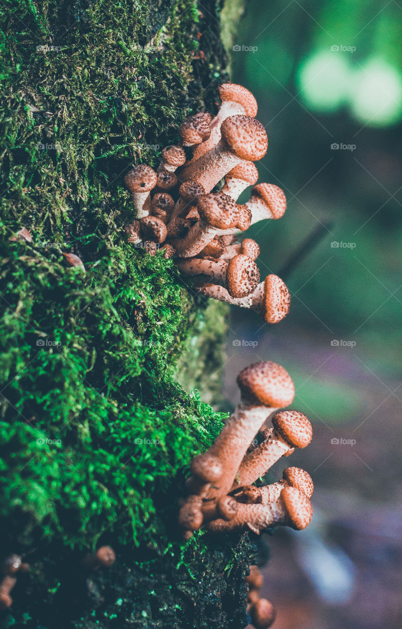 Mushrooms growing out of the side of a mossy tree stump 