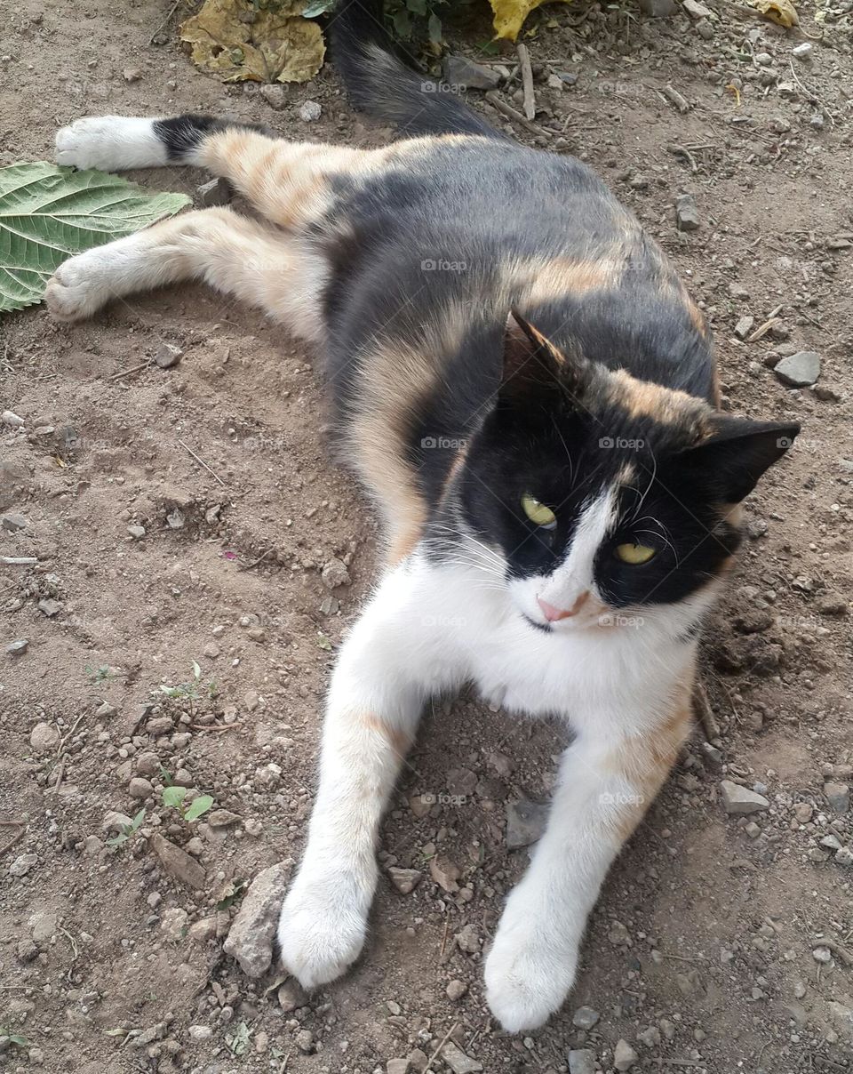 It's hot and Sheera needed some relaxation on cold soil .. it's in its last pregnancy days 🙀