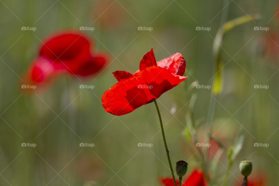 Red poppy in the sunlight