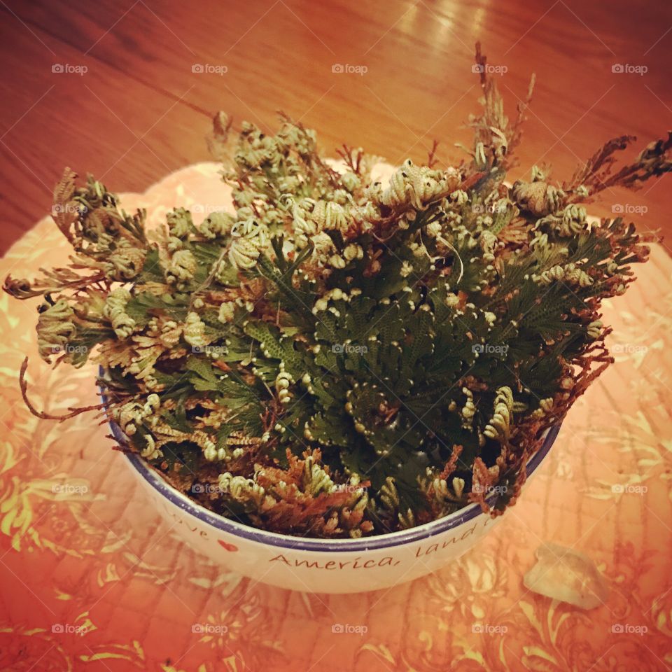 Rose of Jericho plant resurrected to green flourishing branches!