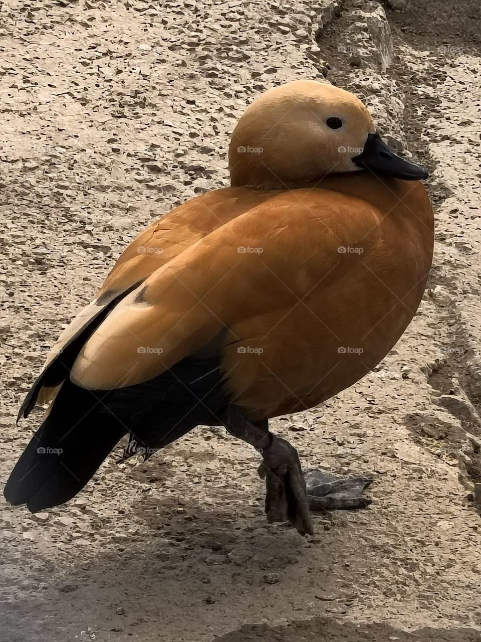 Ruddy shelduck