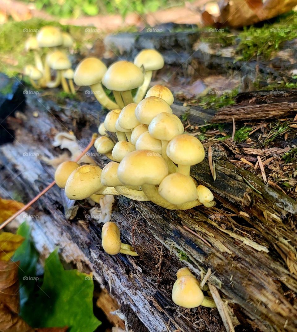 some mushrooms found in the wild on a log