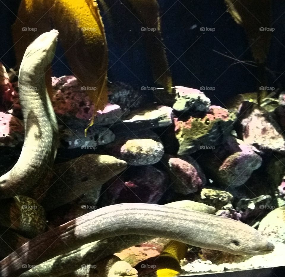 snakes in the tank