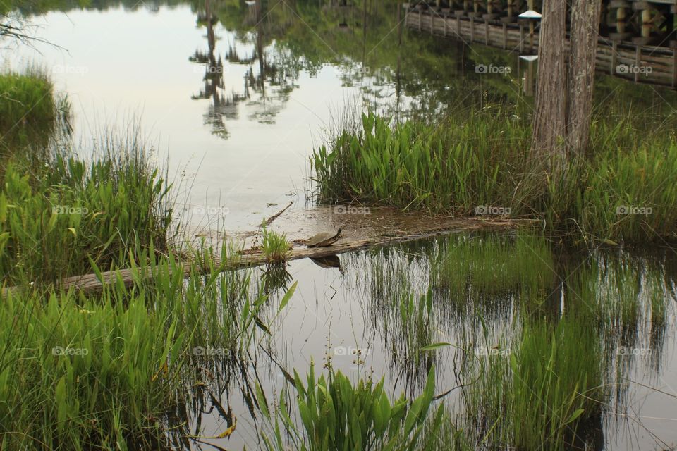 Pond Turtles