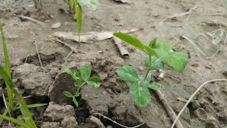 New plant is growing in Spring time.