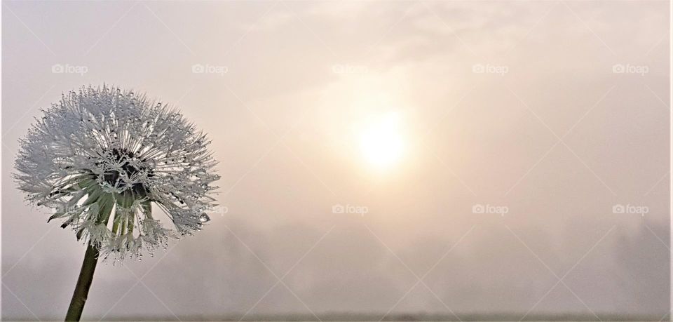 close up picture from a dandelion with dew drops on a foggy day at sunrise