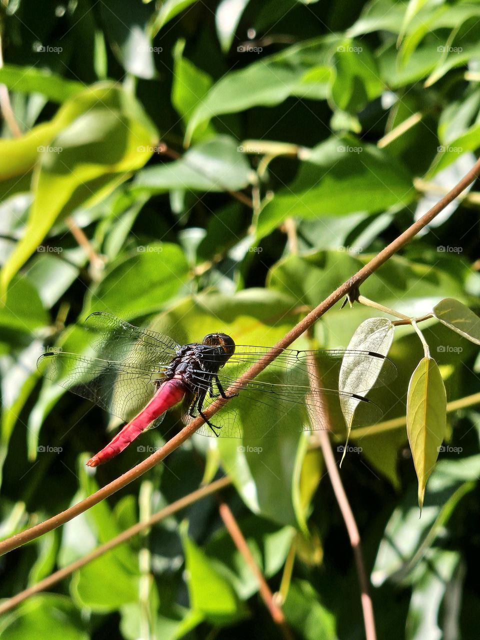 Red dragonfly