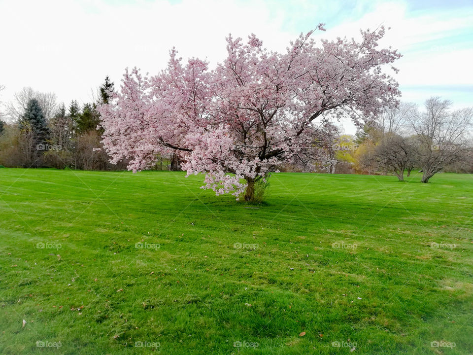 Tree Around us . Tree with pink flowers . In the  meadow 