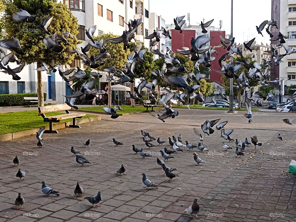 birds are so beautiful