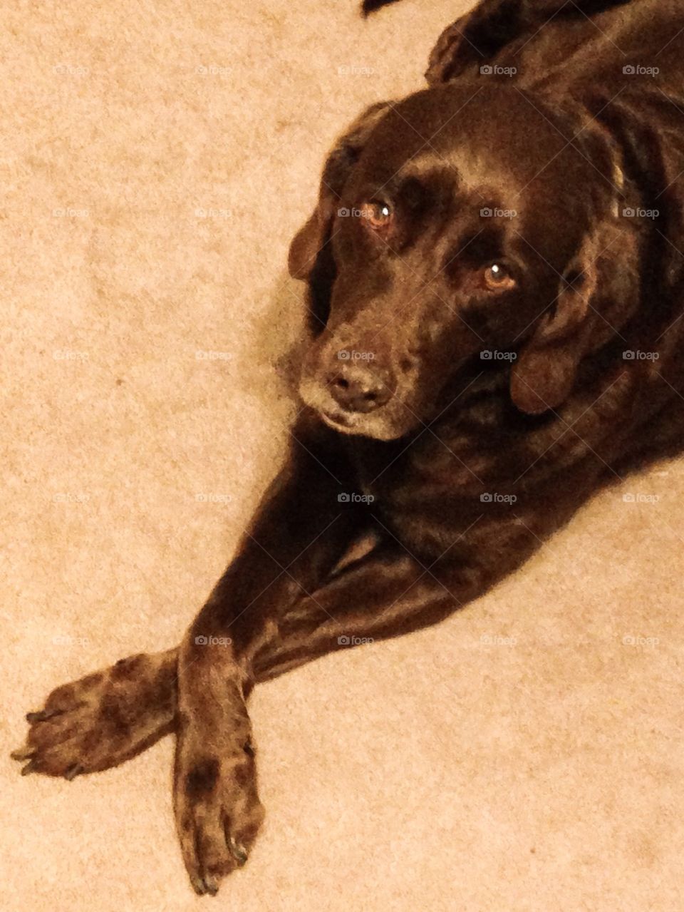 Chocolate lab princess 