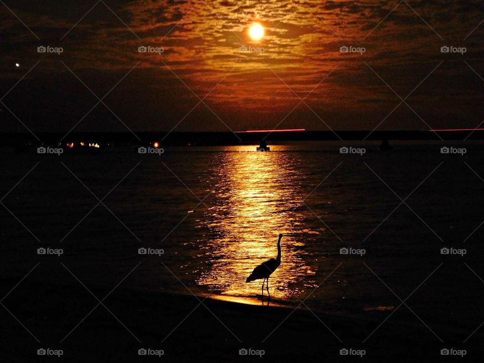 Beauty of the night - A Great Blue Heron stands in the radiant swath of a reflection from the moon