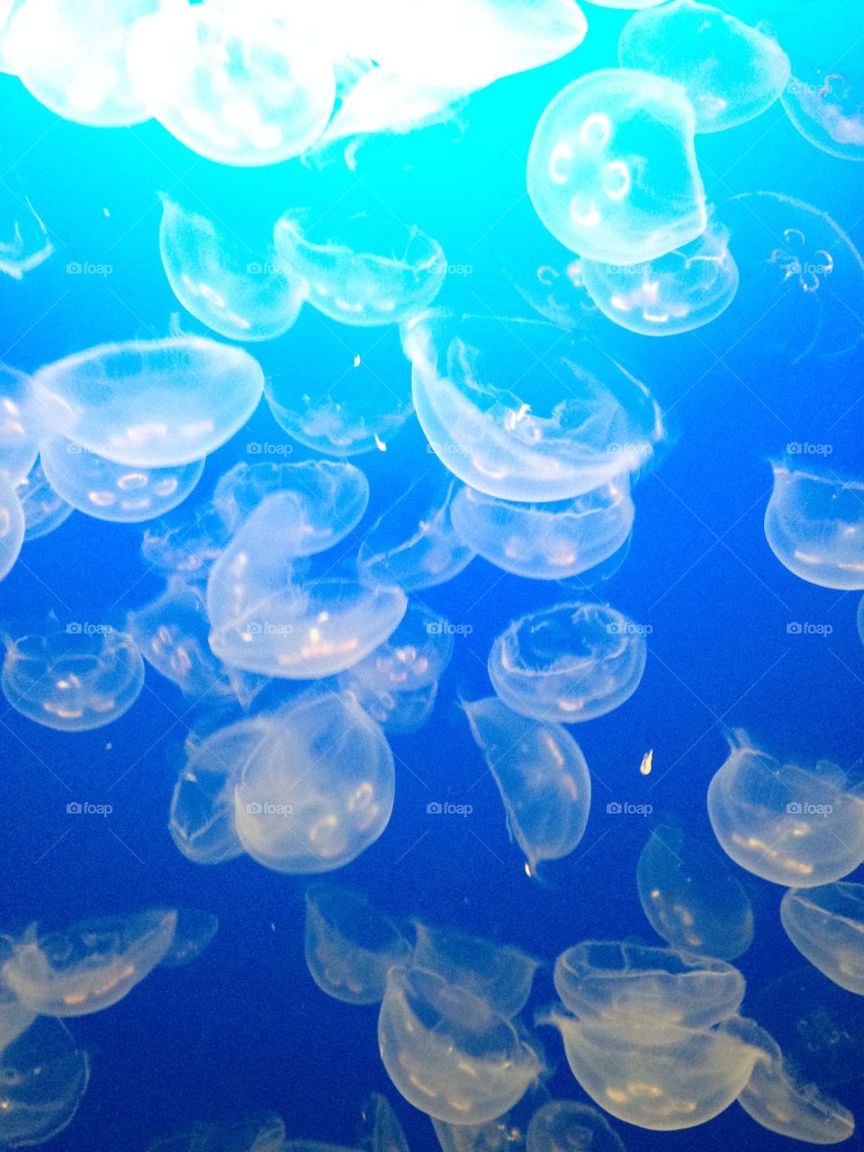 Jelly. Jellyfish at the aquarium 