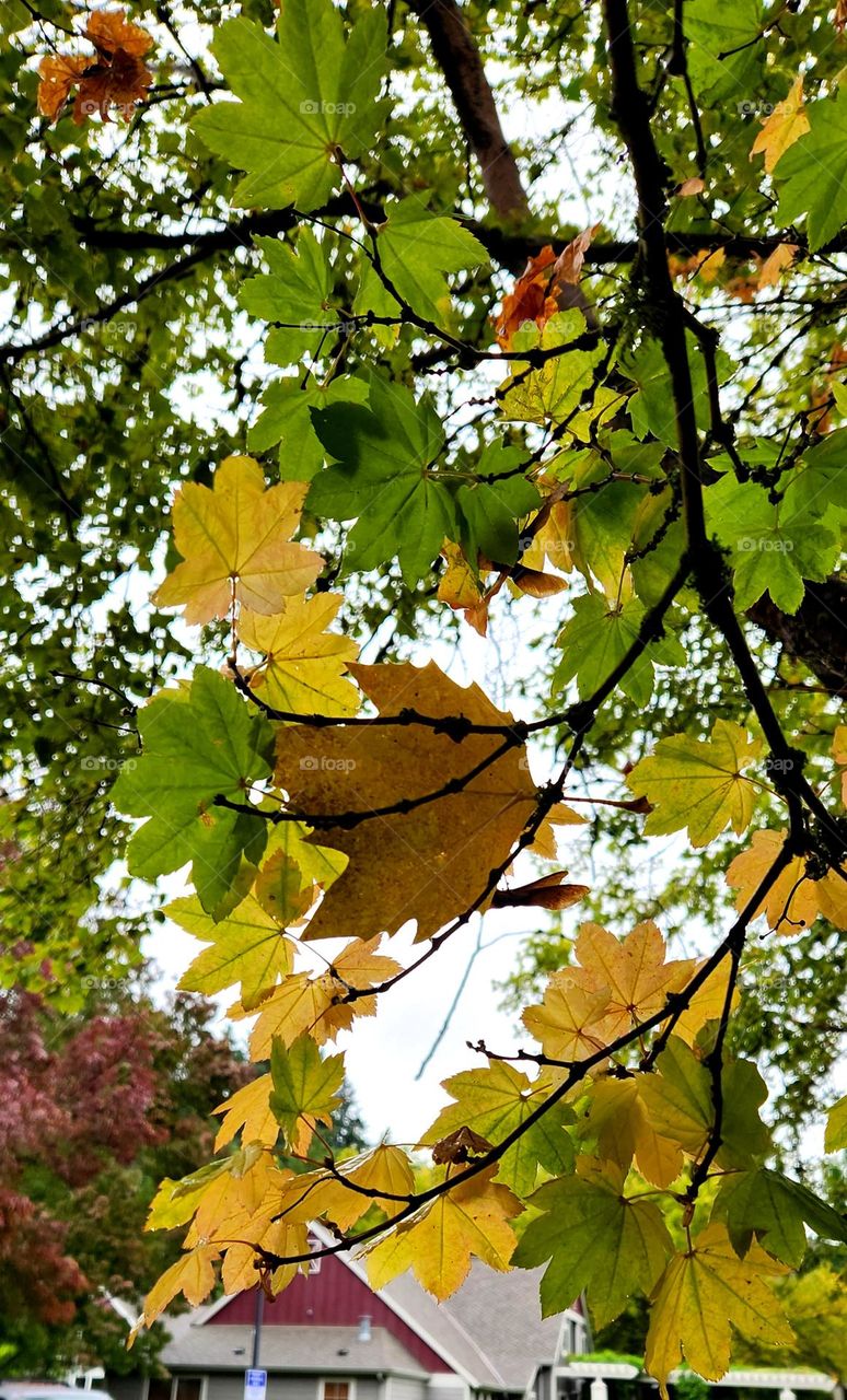 close up view of leaves on branches at an Oregon apartment complex changing colors in September