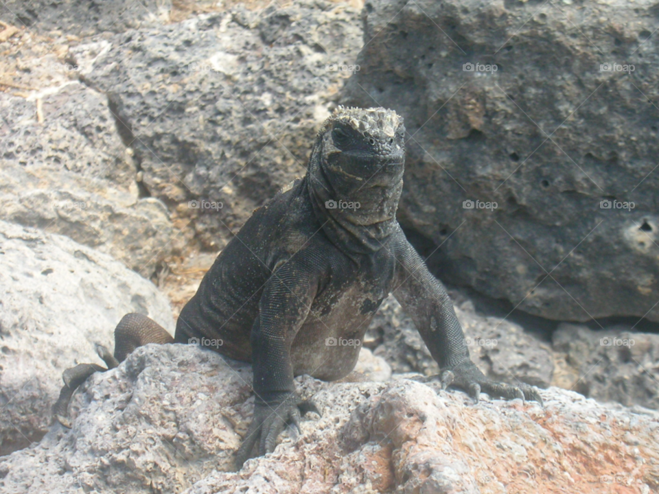 lizard galapagos iguanas by izabela.cib