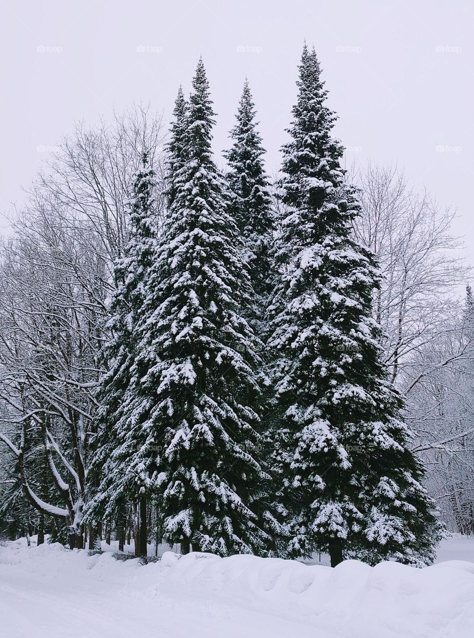 Winter firs in the forest 🌲🌲🌲