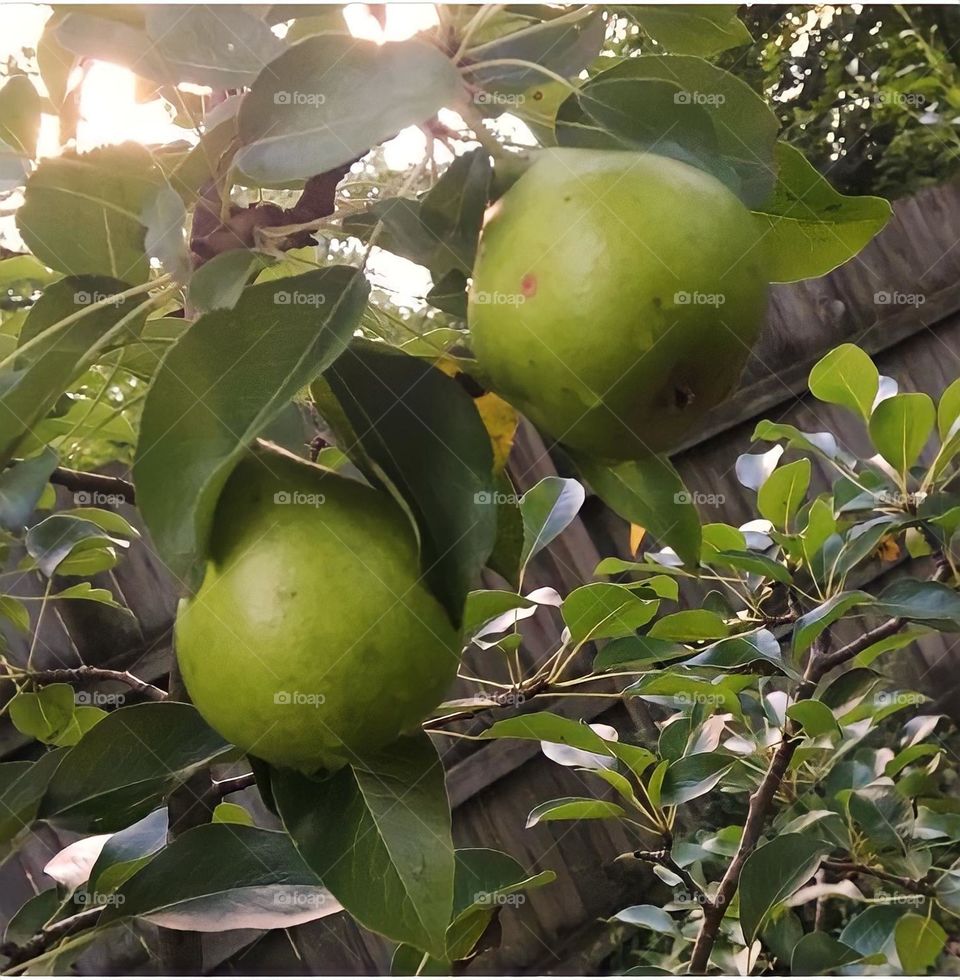 Pears growing on my tree in my yard! 