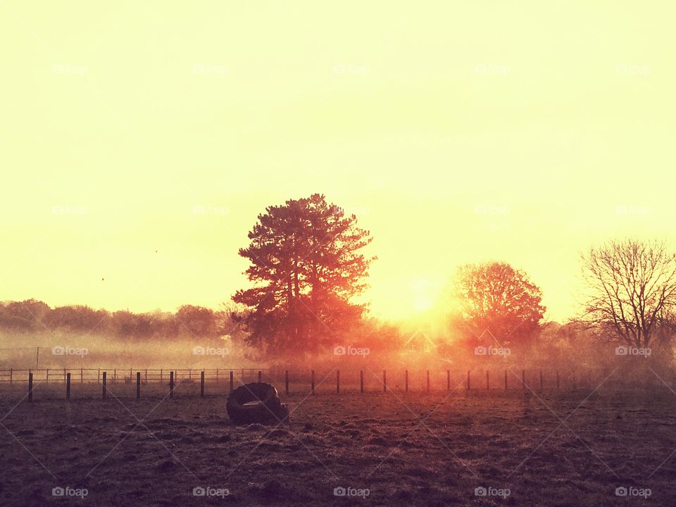 Dawn, Sunset, Landscape, Fog, Tree