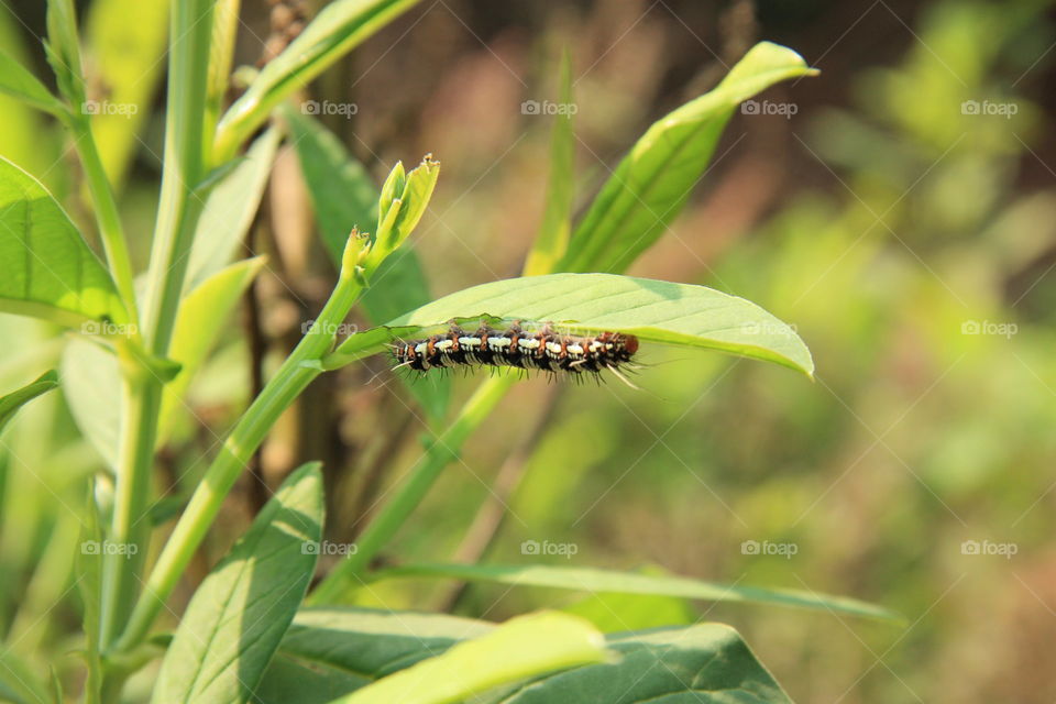 a caterpillar on a leaf