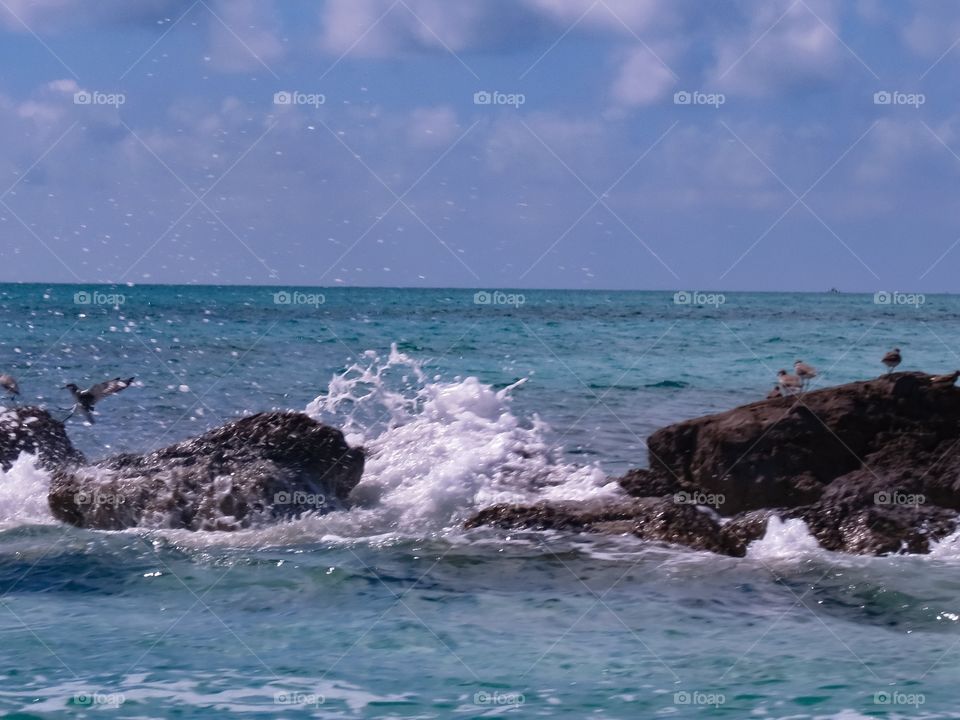 Birds navigating the waves 