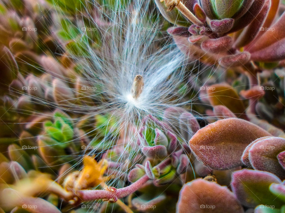 hairy seed landed in plants