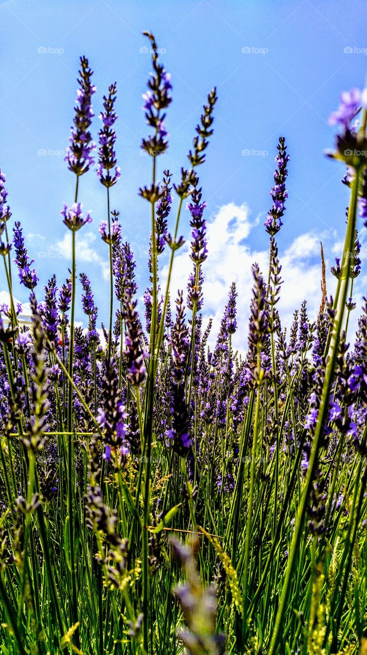 Flower, Nature, No Person, Summer, Field