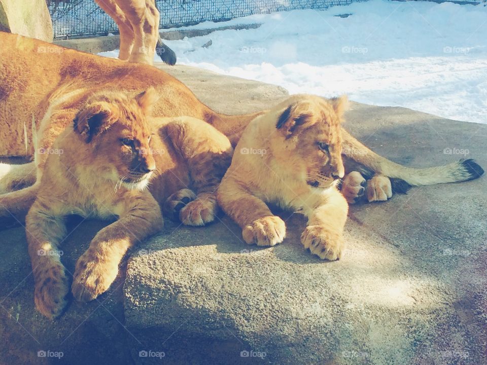 Lion cubs 