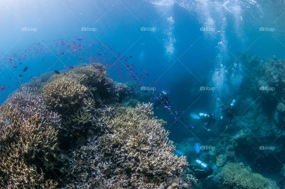 A group of scuba divers in crystal clear water exploring the vibrant, healthy coral reefs of Milne Bay, Papua New Guinea. 