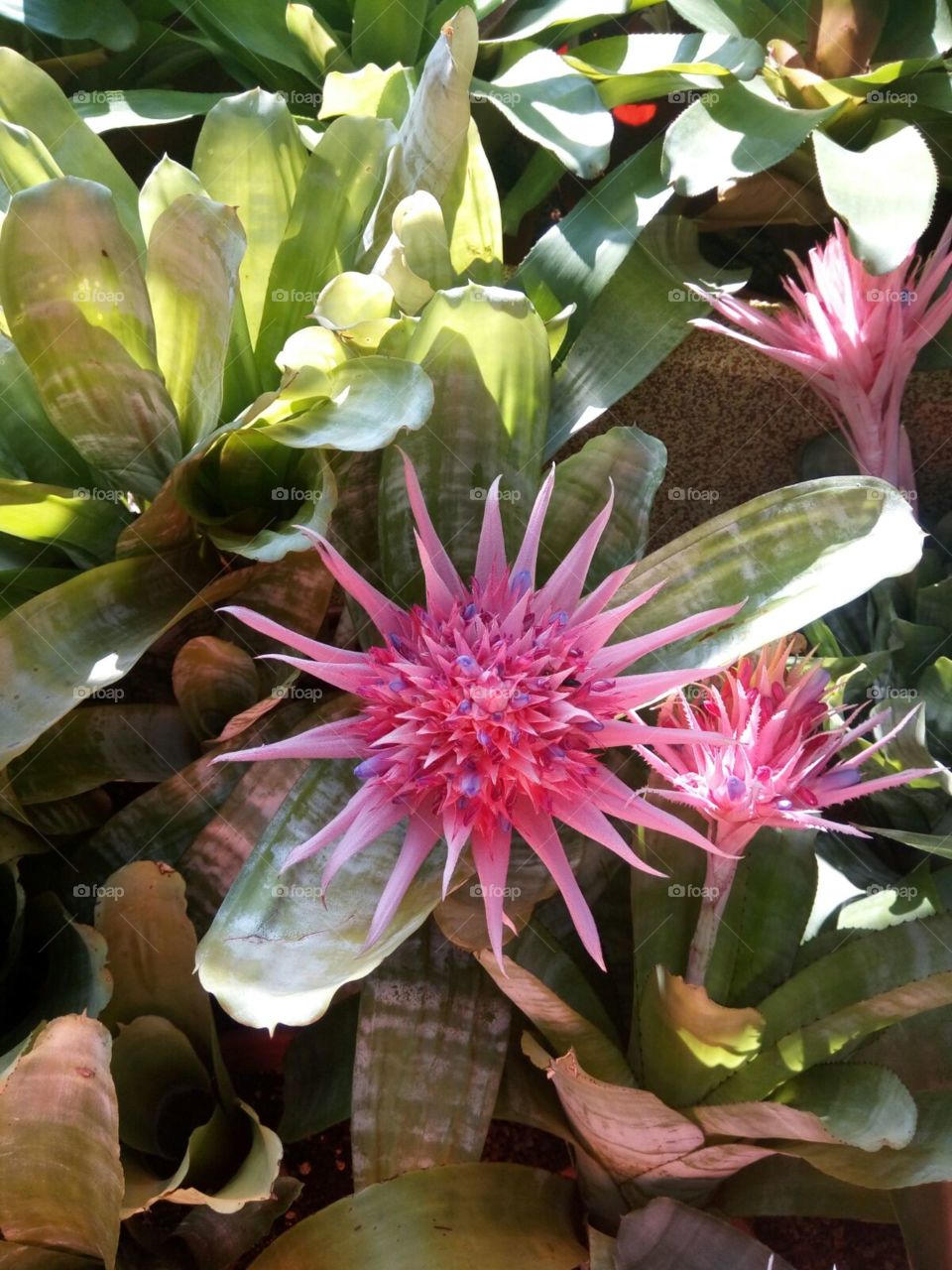 exotic spiky flower