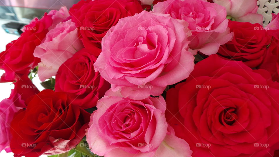 red and pink roses
Pink Roses
Happiness, Elegance, Romance, Admiration, Sweetness, Thank You
Ranging from a subtle hint of color to deep and bright, pink roses have come to mean joy, happiness, gratitude and admiration. They’re often seen in bridal arrangements, thank you or congratulations bouquets. Considering the word “rose” brings to mind the faint blush of a fair maiden’s cheeks, it’s not surprising these blooms are a favorite to give and receive.
There are many different variations of pink, from a pale blush to a gentle medium pink to a vibrant pink, each having its own meaning and implication. The palest pink roses are a sign of gentleness, joy and grace. Bridal Pink is a perfect pale pink floribunda rose that is long lasting and offers a spicy scent. The light to medium pink roses can show sympathy or admiration. Lady Diana is a beautiful light pink rose perfect for either emotion. Deep pink roses, such as Laser and Diplomat are perfect choices to show someone how grateful you are to have them in your life.
Red
Red Roses
Love, Respect, Courage, Passion, Well Done, Congratulations
Red roses immediately bring to mind passion and true love. A single red rose signifies “I love you” and has been made even more popular these days with the success of TV shows like “The Bachelor”, where each chosen lady is given a single, long-stemmed rose to show the star’s appreciation and growing passion toward her.
Red roses can also convey thoughts of courage and congratulations. The “Run for the Roses” is the symbolic name for the first race of Thoroughbred racing’s Triple Crown. Held in Lexington, Kentucky at Churchill Downs, the race rewards the triumphant young racehorse with a blanket of gorgeous red roses.
Popular varieties include the scarlet red Kardinal, the dark red and very fragrant Mr. Lincoln, and the deep red tea rose Madame Delbard, which has been brought back due to popularity. Cara Mia is another deep red favorite of floral designers.