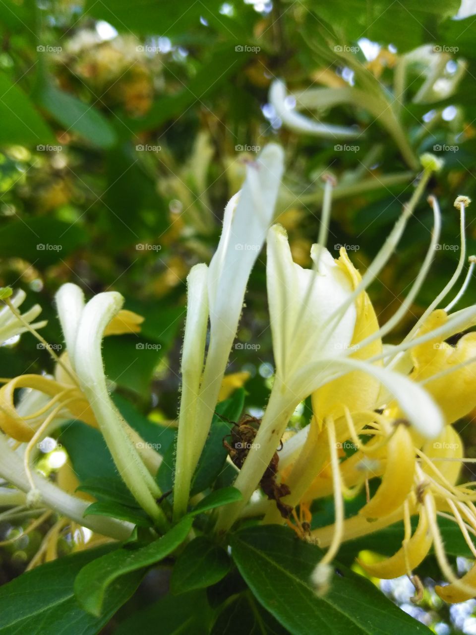 A fairly large bush of wild southern honeysuckle growing at a community ballfield fence. The aroma was simply Devine.