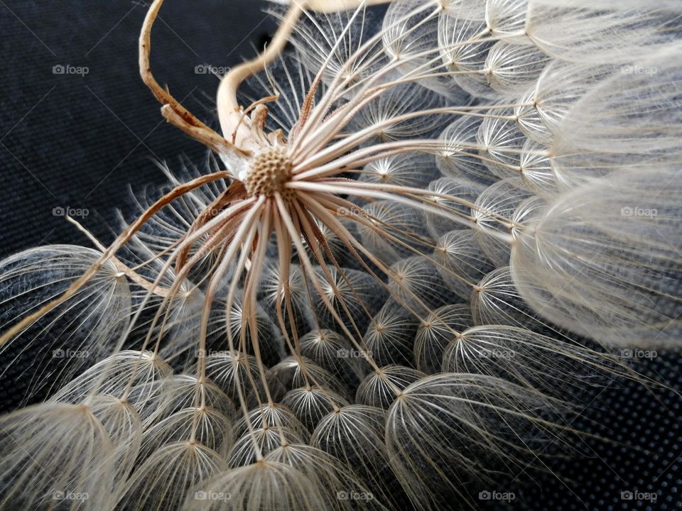 Dandelion, macro world