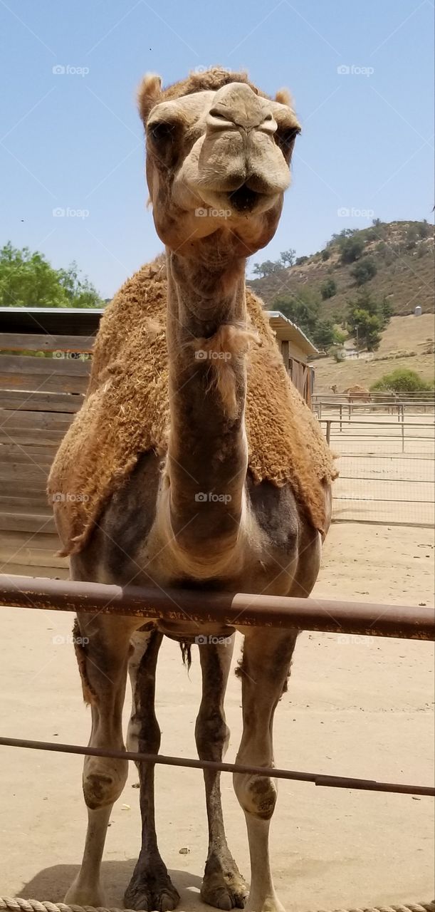 camel