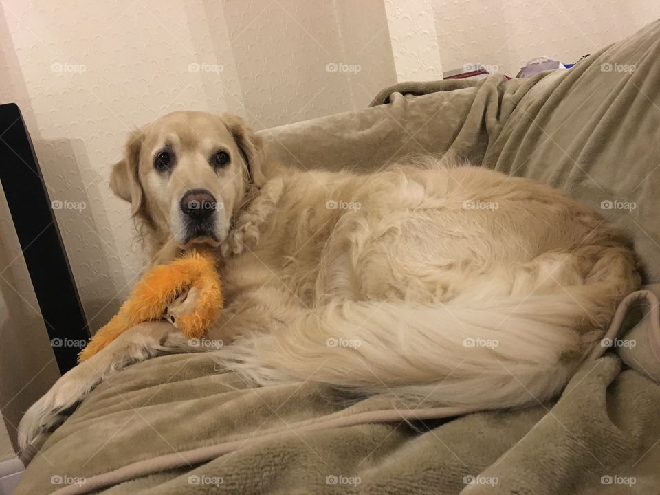 Dog, Pet, Bed, Sleep, Canine