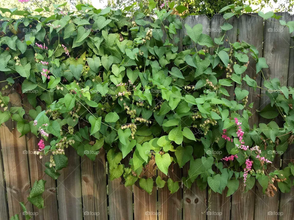 Greenery and flowers on fence