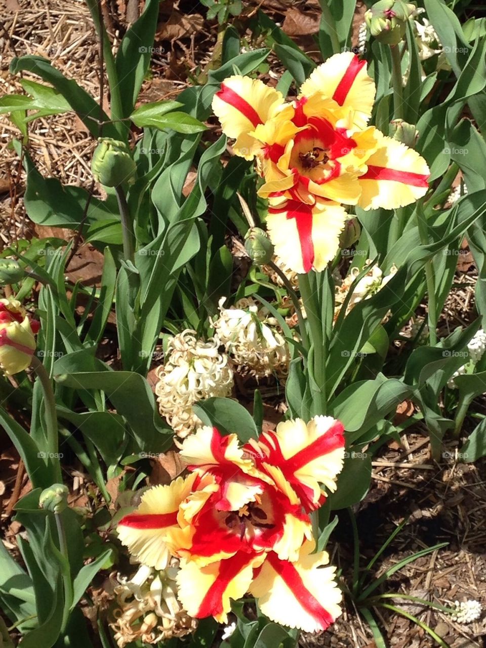 Tulips in Chicago