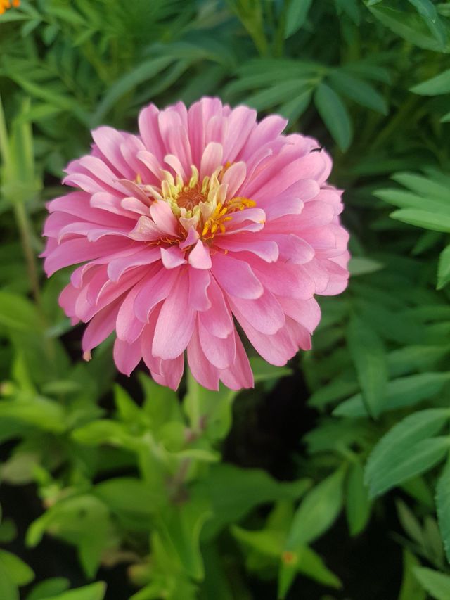 Zinnia in the garden