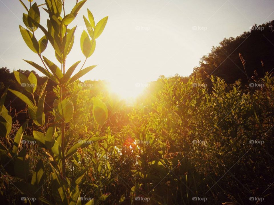 Sun and Nature