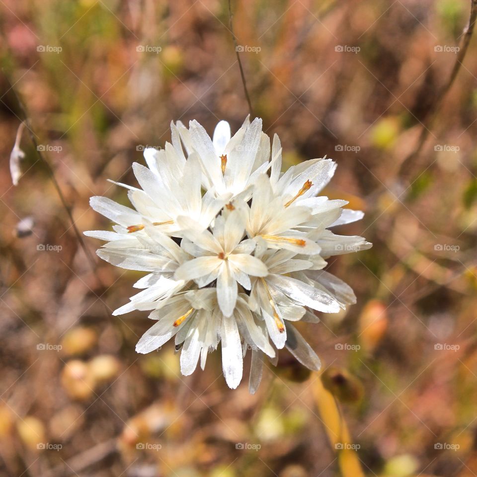 Simple. Wild flower in the hills of Wine Country, Northern California