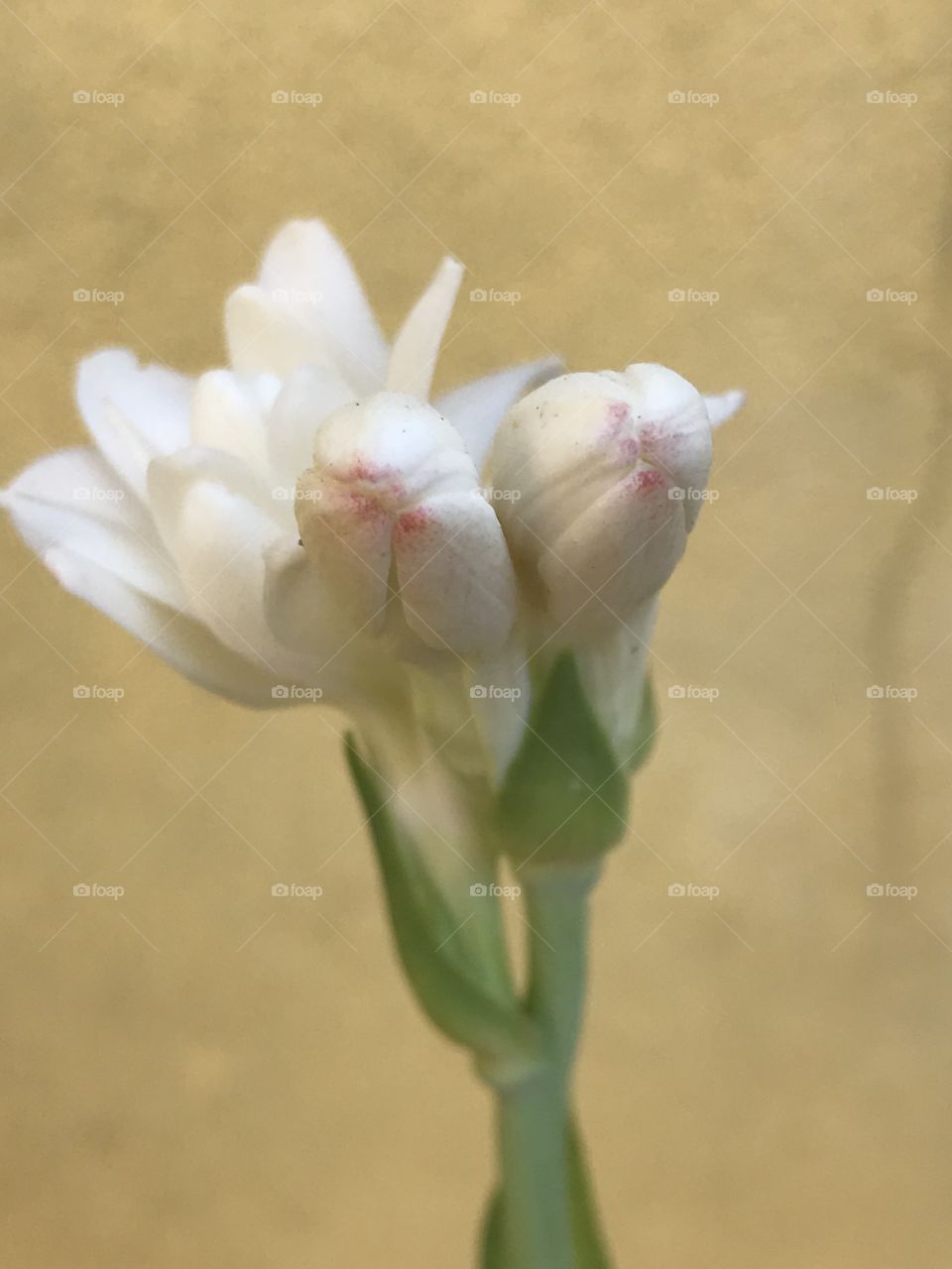 White blooms 
