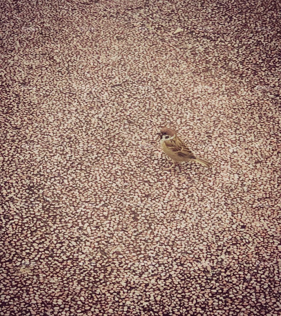 Sparrow bird on texturized floor