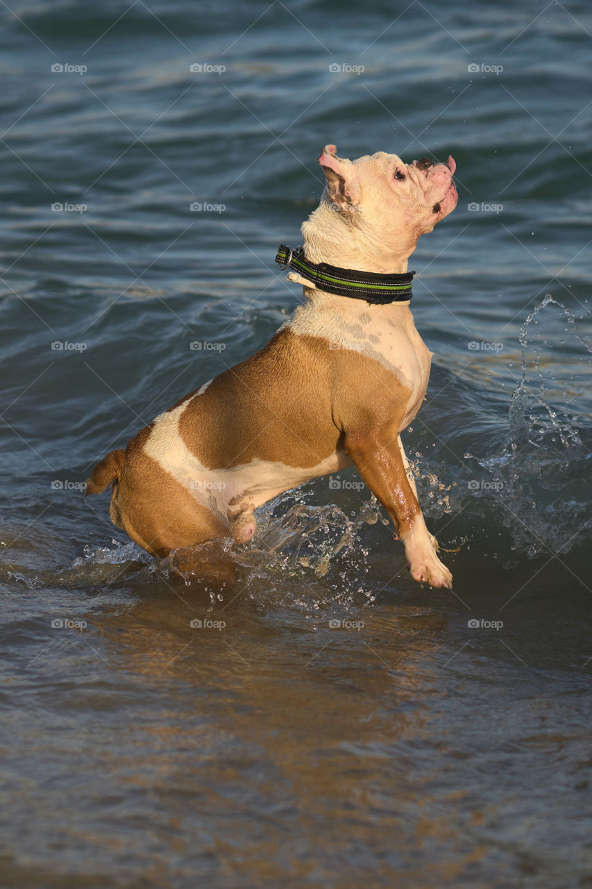 Bulldog bañandose en el mar