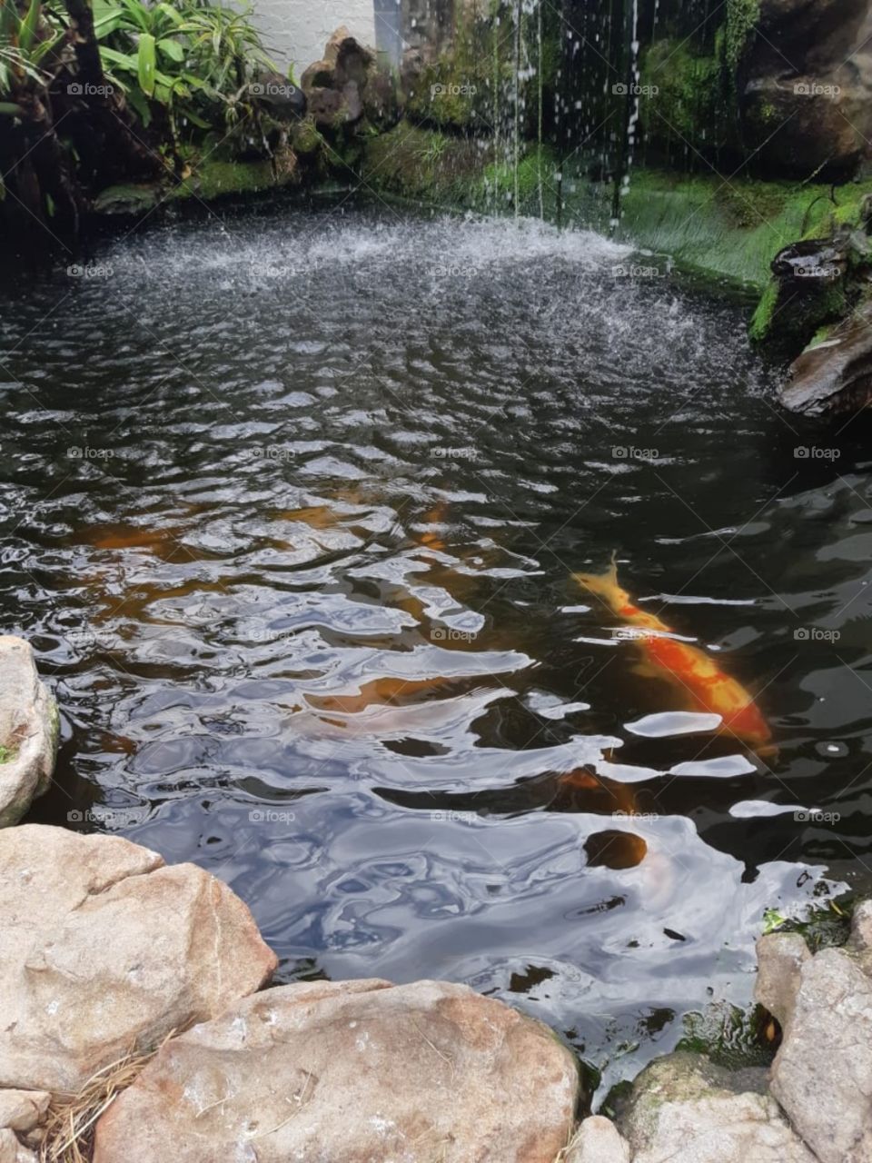 koi pond