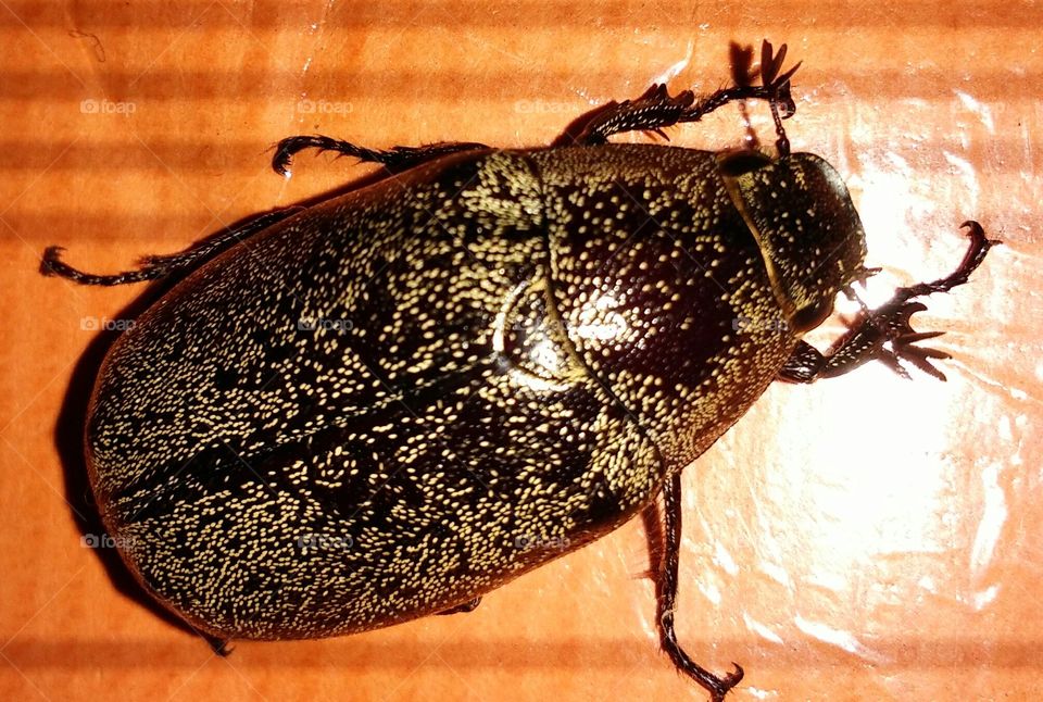 the face of the INDIAN rare Betel.