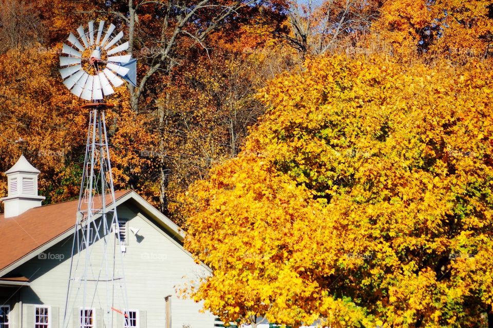 Windmill and yellow trees at local farm