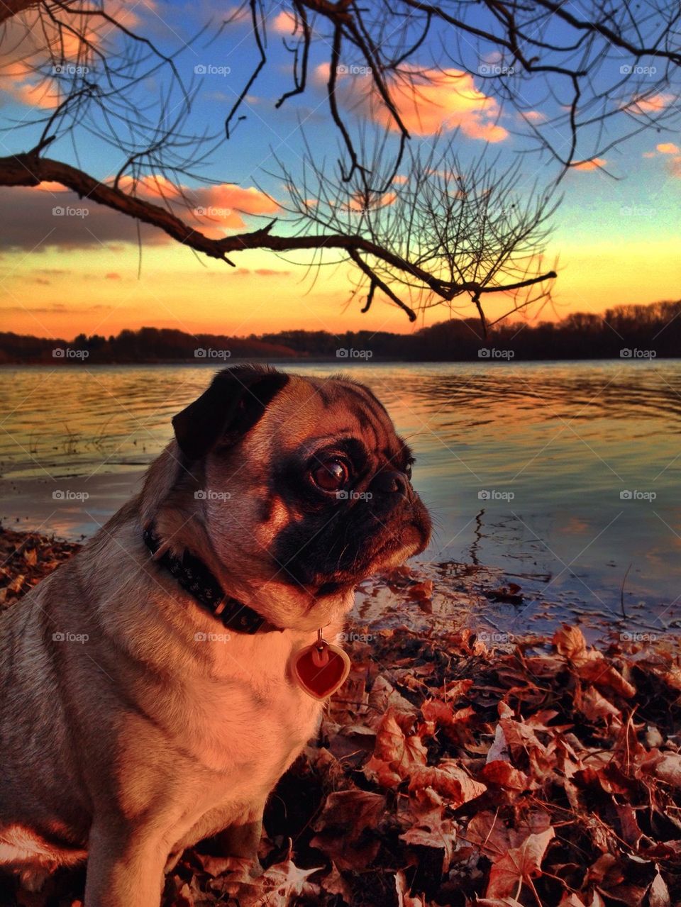 pug in deep thought